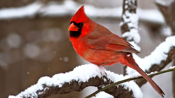 cardinal in snow