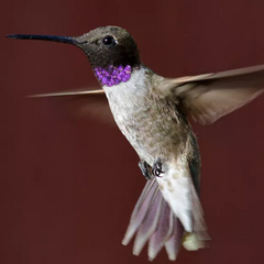 male black chinned hummingbird