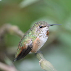 female allens hummingbird