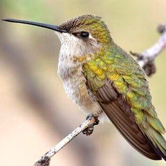 female black chinned hummingbird