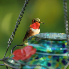 male rufous hummingbird