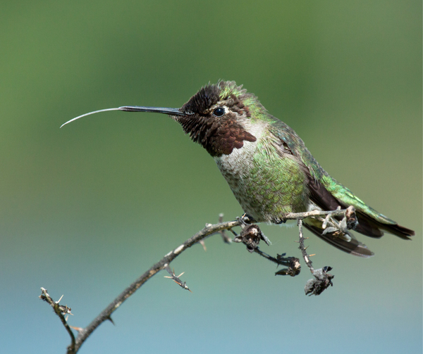 hummingbird tongue