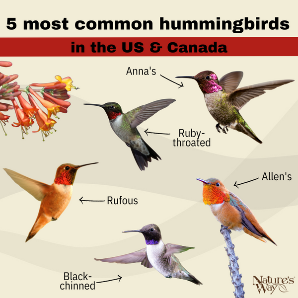 When Do Hummingbirds Come to Florida? Seasonal Timings Revealed