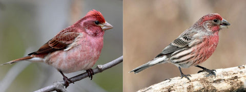 male purple finch and male house finch