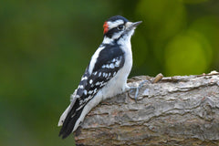 male downy woodpecker on a tree