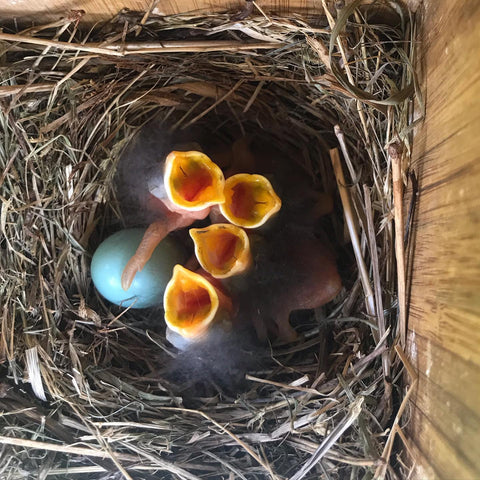 bluebird hatchlings