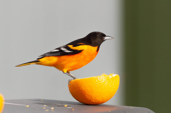 baltimore oriole standing on orange slice