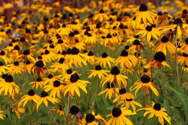 black eyed susan