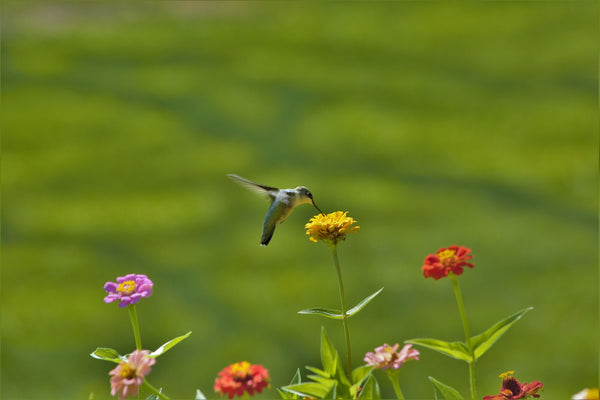 zinnias hummingbird