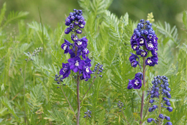 delphinium larkspur