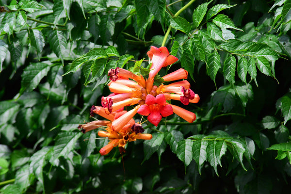 trumpet honeysuckle