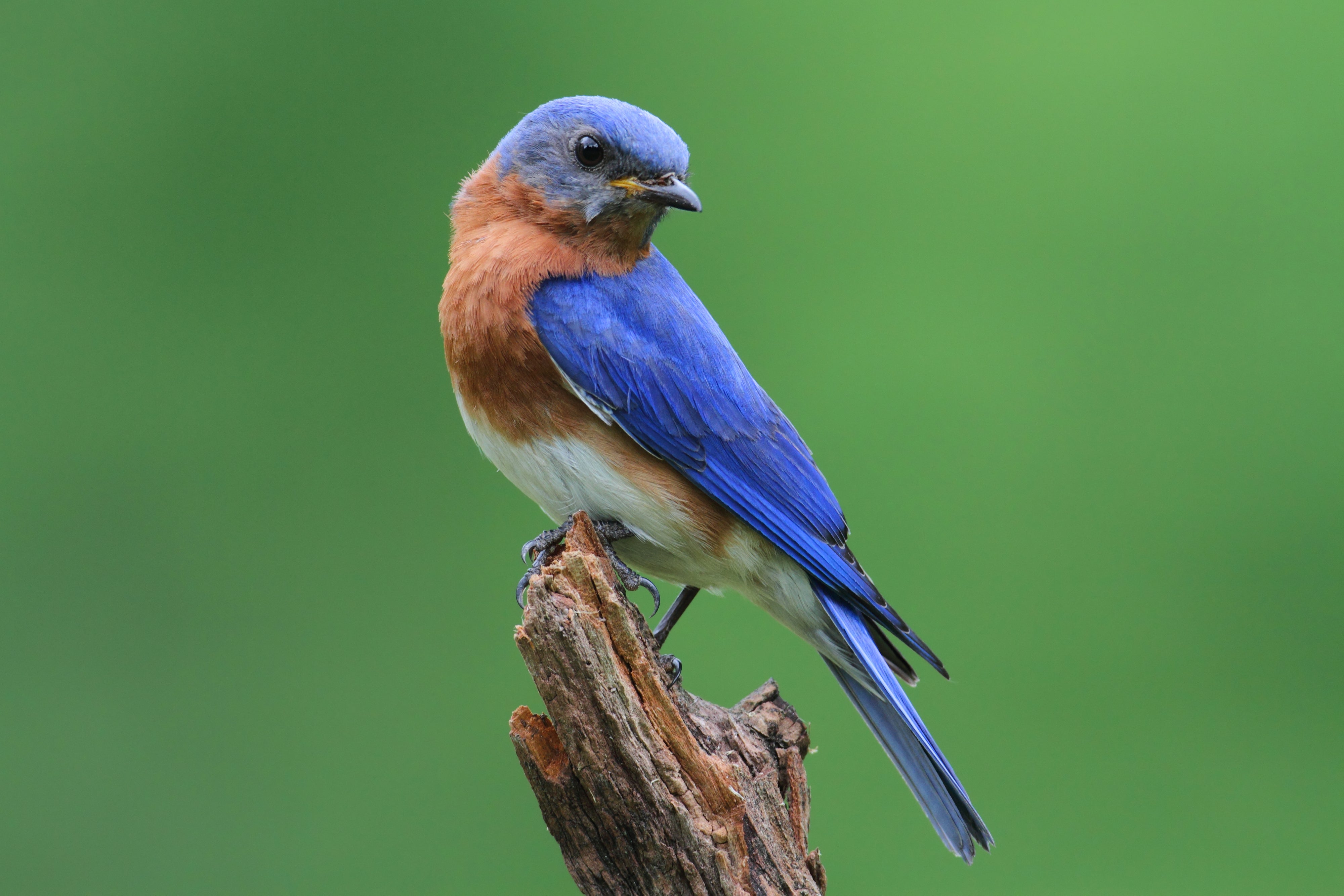 Bird Feature: Eastern Bluebird –