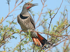 Male Red-shafted Flicker