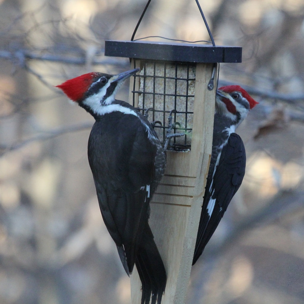 large woodpecker suet feeder