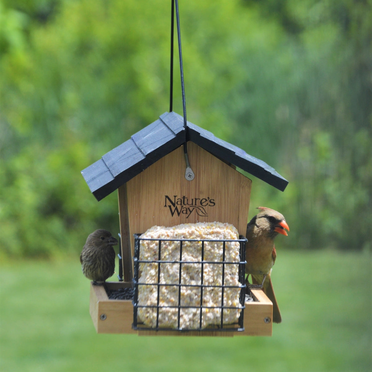 Men's Gift Guide 2023 - Eating Bird Food