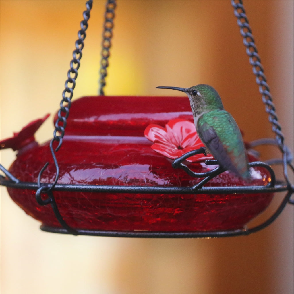 best hummingbird feeder 2018