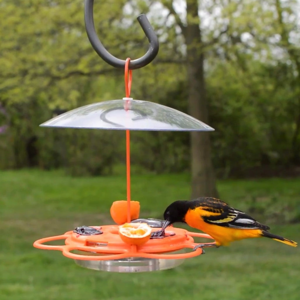 Orioles debut Bird Bath section 