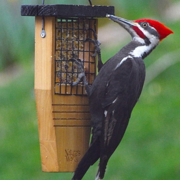 cedar tail prop suet feeder