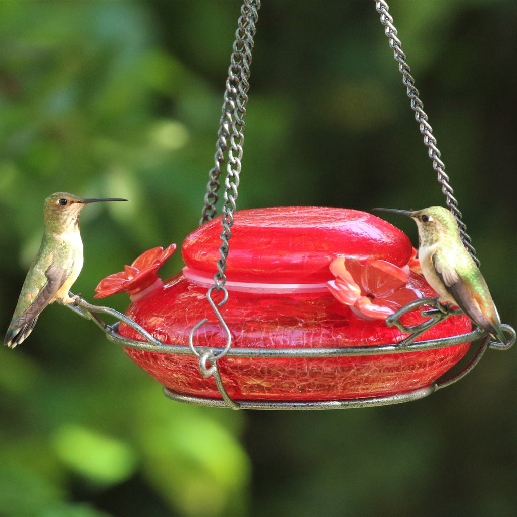 Modern Hummingbird Feeder - Solid Red (Model# MHF4 ...