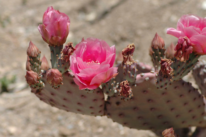 PRICKLY PEAR OIL: THE OIL YOUR SKIN WILL WORSHIP