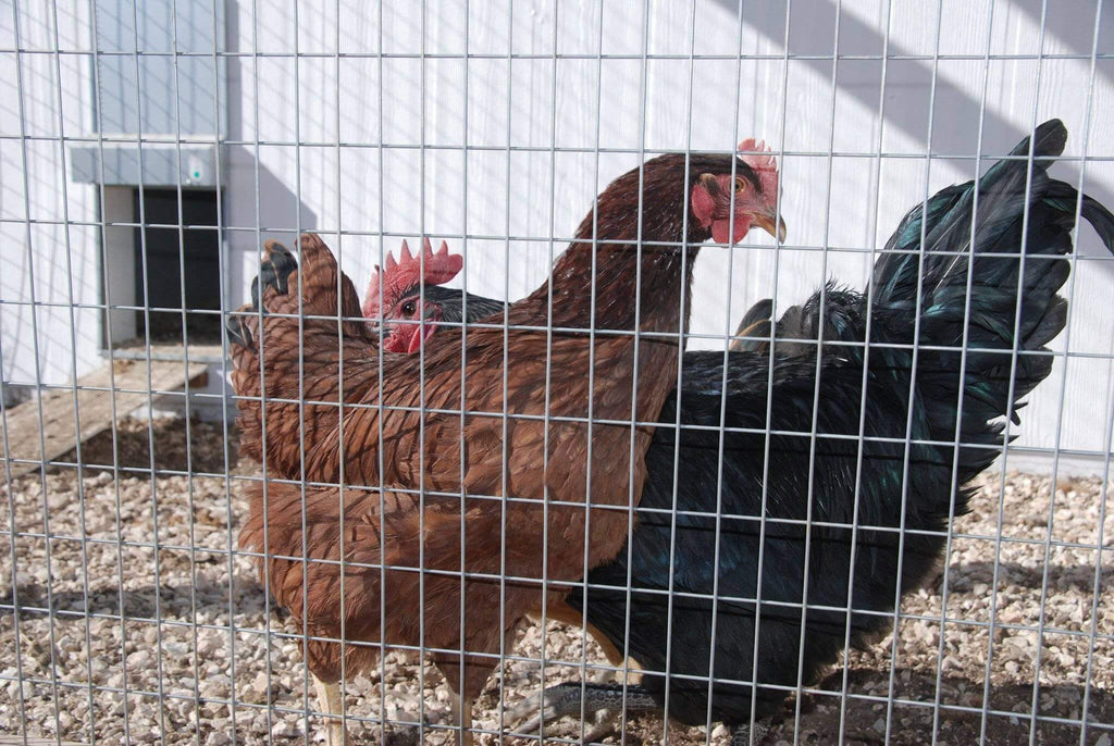 automatic chicken door shutters