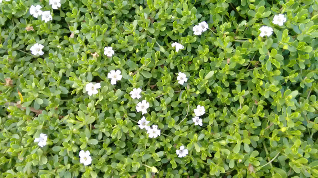 Bacopa Monnieri, AKA Brahmi, The Memory Herb - Xootro