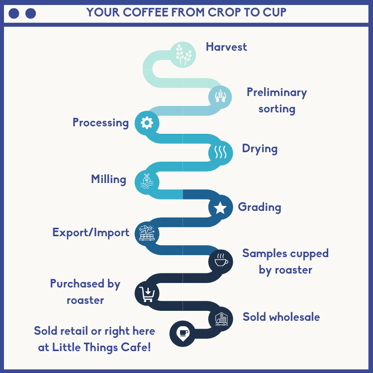 specialty coffee process crop to cup 