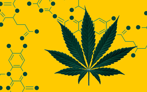 cbd cannabinoids