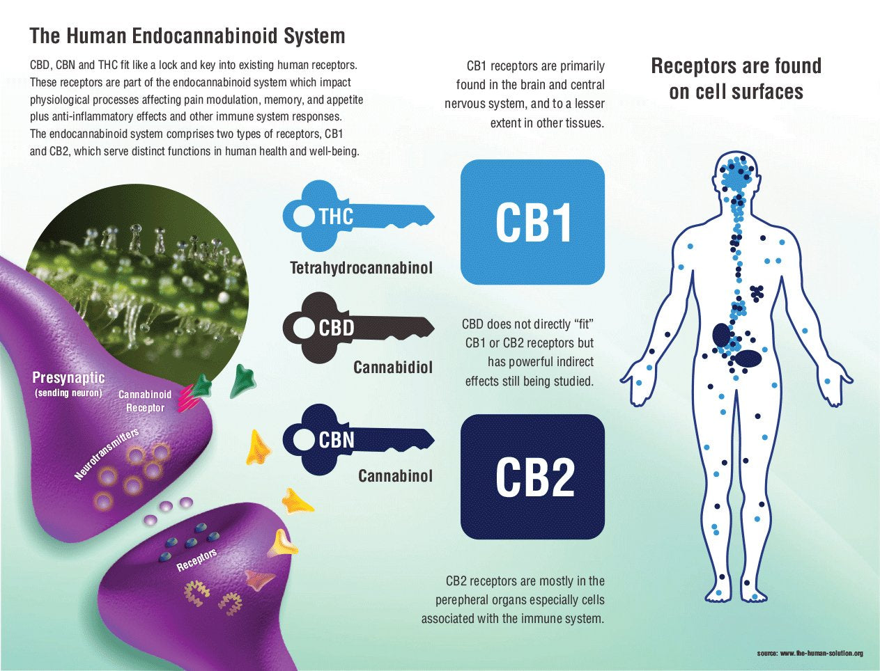 The Human Endocannabinoid System