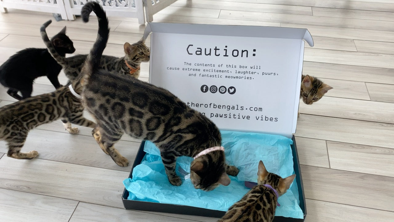 37 Top Pictures Harness Training Bengal Cat - Seal Lynx Point Snow Bengal Bengal On Harness Bengal Going For Walk Snow Bengal Bengal Cat Cat Entertainment Bengal Cat For Sale