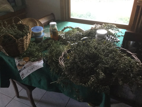 Harvested Herbs
