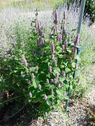 tall leafy anise hyssop plant with long purple flower spikes