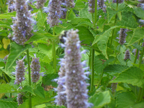 Purple cone-shape anise hyssop flower heads