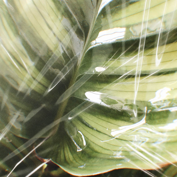 A plant covered in plastic pollution