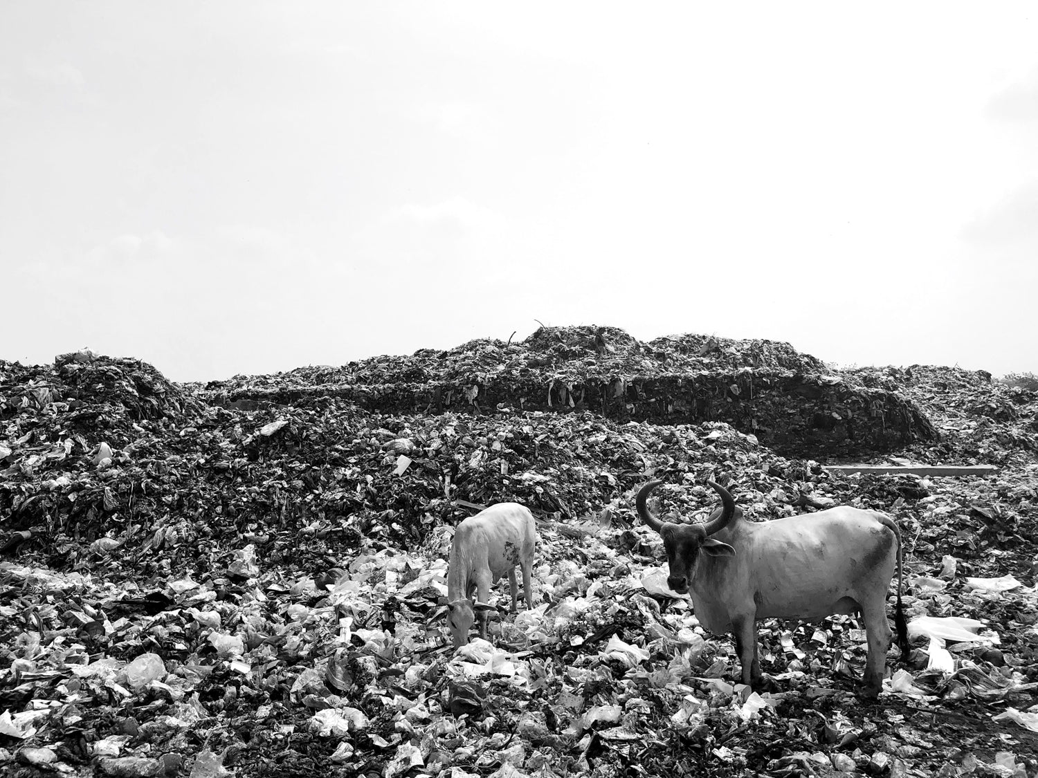 Landfill with mountains of waste and livestock scavenging for food scraps