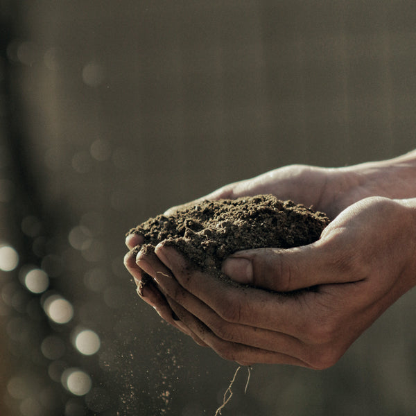 Hands holding soil