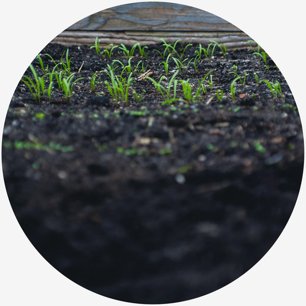 Green leaf plants sprouting from black soil