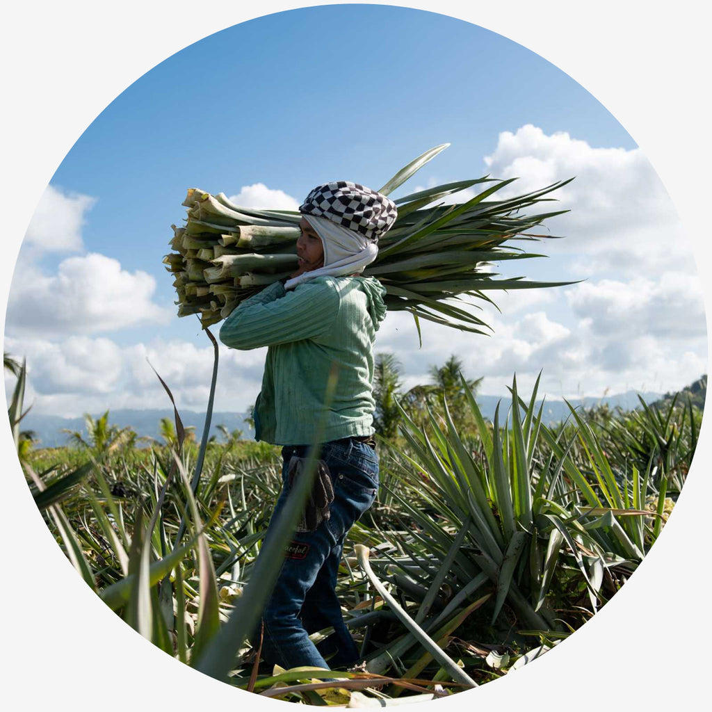 Pinatex farmer harvesting crops