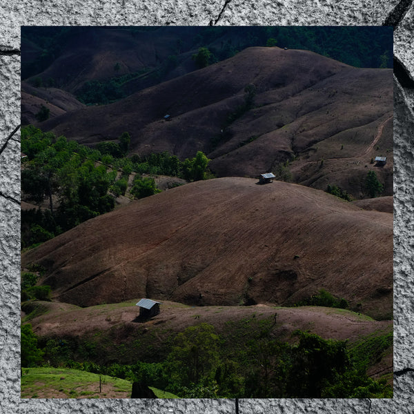 Deforestation by Boudewijn Huysmans