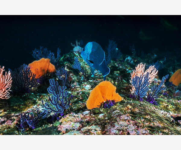 Colorful coral shot by Francisco Jesús Navarro Hernández