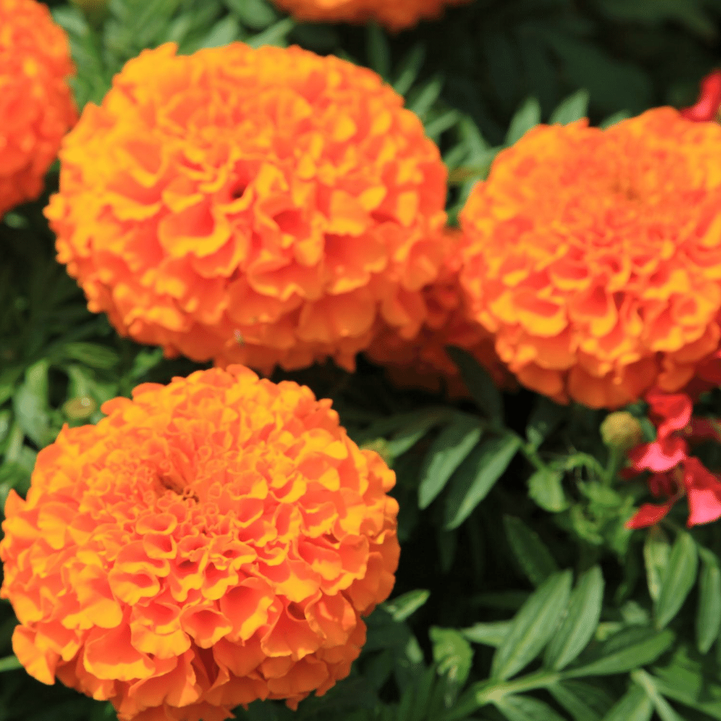 Marigold Inca Orange Hybrid Seeds – Cultigen Organics