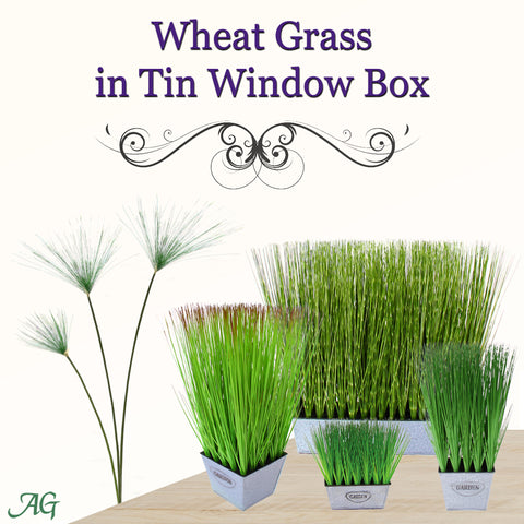 Wheat Grass in Tin Window Box
