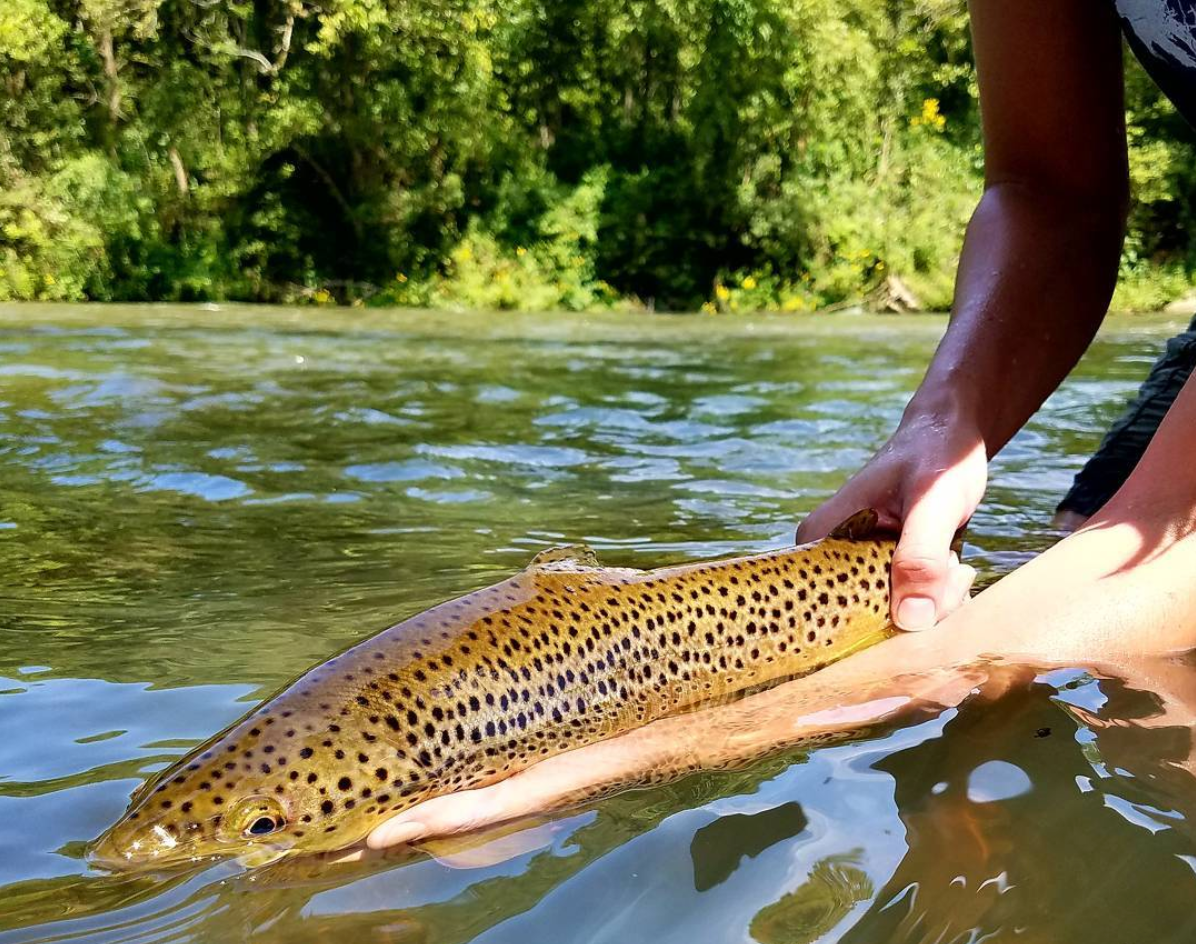 image by jess westbrook of fly fishing