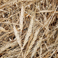 baart wheat drying