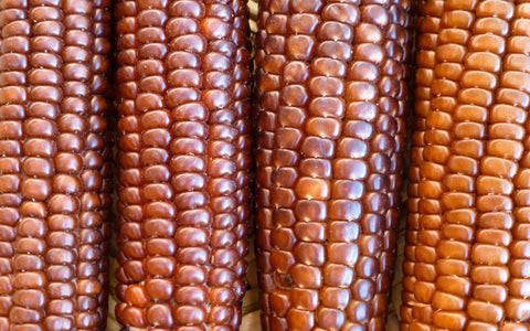 chapalote corn