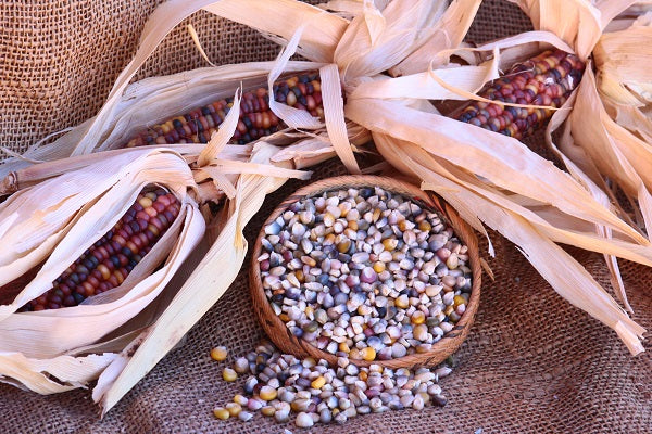 How To Grow & Use Glass Gem Corn - The Most Beautiful Corn In The World