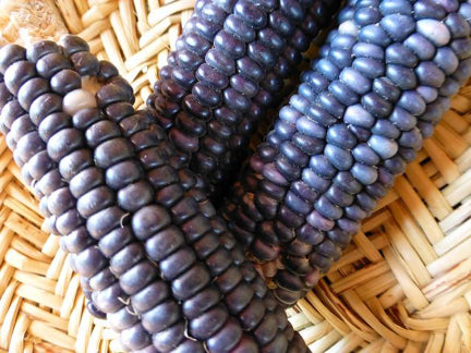 hopi blue corn