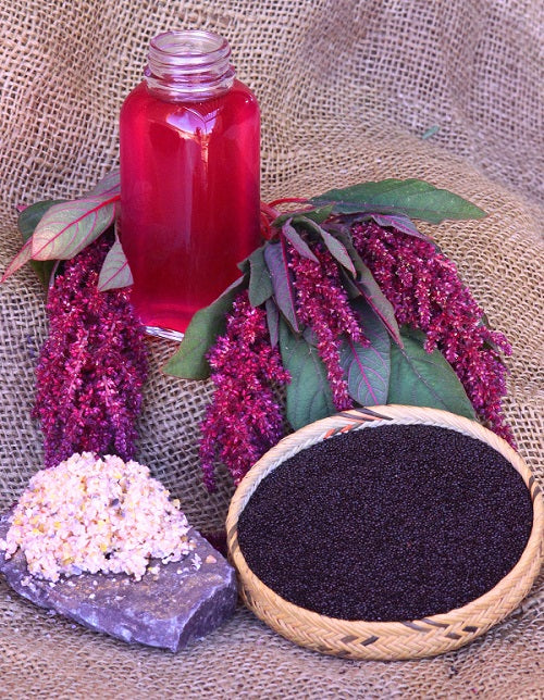Hopi Red Dye Amaranth – Native-Seeds-Search