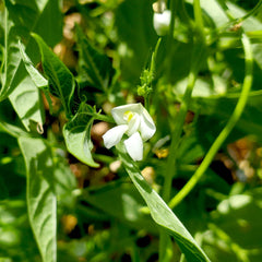 Kickapoo White Tepary Bean