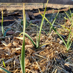 Purple Queen Garlic